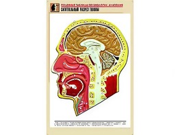 Рельефная таблица "Сагиттальный разрез головы" (формат А1, матовое ламинирование) - fgospostavki.ru - Нижний Тагил