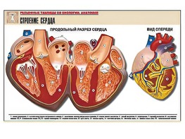 Рельефная таблица "Строение сердца" (формат А1, матовое ламинирование) - fgospostavki.ru - Нижний Тагил