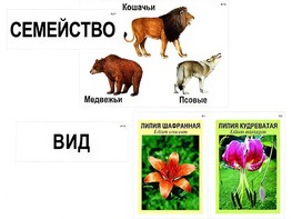 Модель-аппликация "Классификация растений и животных" (ламинированная) - fgospostavki.ru - Нижний Тагил