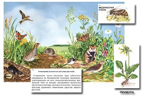 Магнитный плакат-аппликация "Луг: биоразнообразие и взаимосвязи в сообществе" - fgospostavki.ru - Нижний Тагил