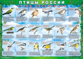 Комплект таблиц "Птицы России (4 листа)" (100х140 сантиметров, винил) - fgospostavki.ru - Нижний Тагил