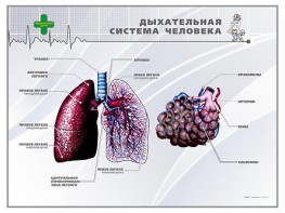 Стенд "Дыхательная система человека" - fgospostavki.ru - Нижний Тагил