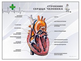 Стенд "Строение сердца человека" - fgospostavki.ru - Нижний Тагил