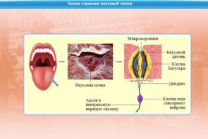 Интерактивные курсы. Биология 10 класс. Расширенный. - fgospostavki.ru - Нижний Тагил