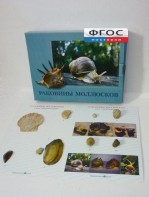 Коллекция "Раковины моллюсков" - fgospostavki.ru - Нижний Тагил