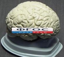 Модель "Мозг в разрезе" (белый) - fgospostavki.ru - Нижний Тагил