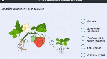 Интерактивные курсы. Биология 7 класс. Расширенный. - fgospostavki.ru - Нижний Тагил
