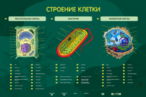 Электрифицированный стенд "Строение клетки" с маркерными полями - fgospostavki.ru - Нижний Тагил