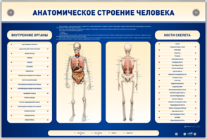 Электрифицированный стенд-тренажер c макетом скелета "Анатомическое строение человека" - fgospostavki.ru - Нижний Тагил