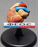 Модель "Сердце" (лабораторная) - fgospostavki.ru - Нижний Тагил