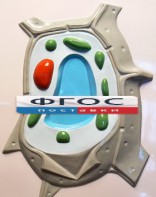 Модель барельефная "Растительная клетка" - fgospostavki.ru - Нижний Тагил