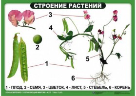 Комплект таблиц "Ознакомление с окружающим миром 1-4 класс" - fgospostavki.ru - Нижний Тагил