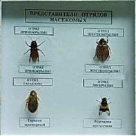 Коллекция энтомологическая "Представители отряда насекомых" - fgospostavki.ru - Нижний Тагил