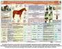 Комплект плакатов "Служебное коневодство" - fgospostavki.ru - Нижний Тагил