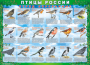 Комплект таблиц "Птицы России (4 листа)" (100х140 сантиметров, винил) - fgospostavki.ru - Нижний Тагил