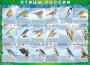 Комплект таблиц "Птицы России (4 листа)" (100х140 сантиметров, винил) - fgospostavki.ru - Нижний Тагил