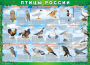 Комплект таблиц "Птицы России (4 листа)" (100х140 сантиметров, винил) - fgospostavki.ru - Нижний Тагил