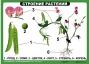Комплект таблиц "Ознакомление с окружающим миром 1-4 класс" - fgospostavki.ru - Нижний Тагил